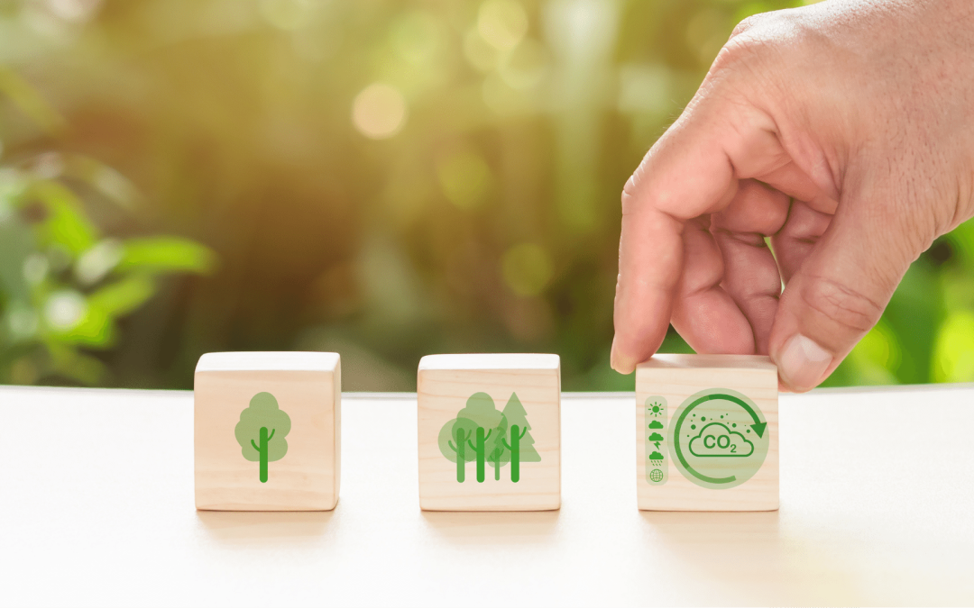 Hapony’s green initiative with Tree-Nation: A sustainable partnership